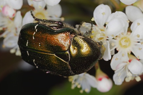 Scarabeo